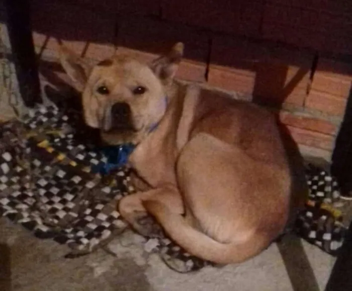 Cachorro ra a Chow chow com Pitt bull idade 1 ano nome Sem nome