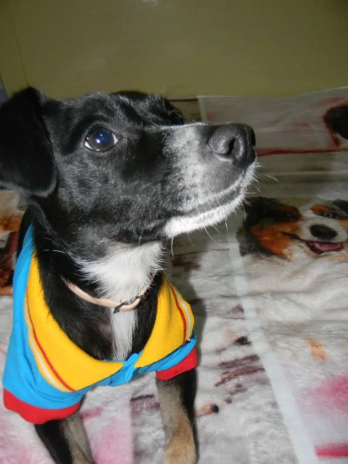 Cachorro ra a Srd idade 1 ano nome Nino