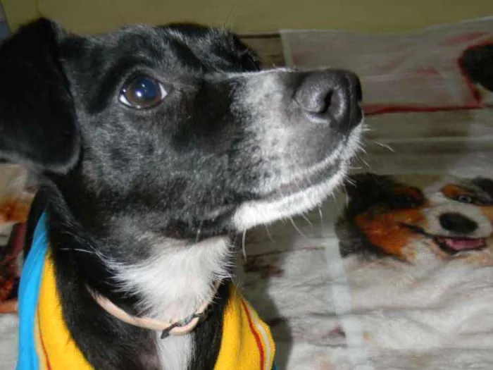 Cachorro ra a Srd idade 1 ano nome Nino