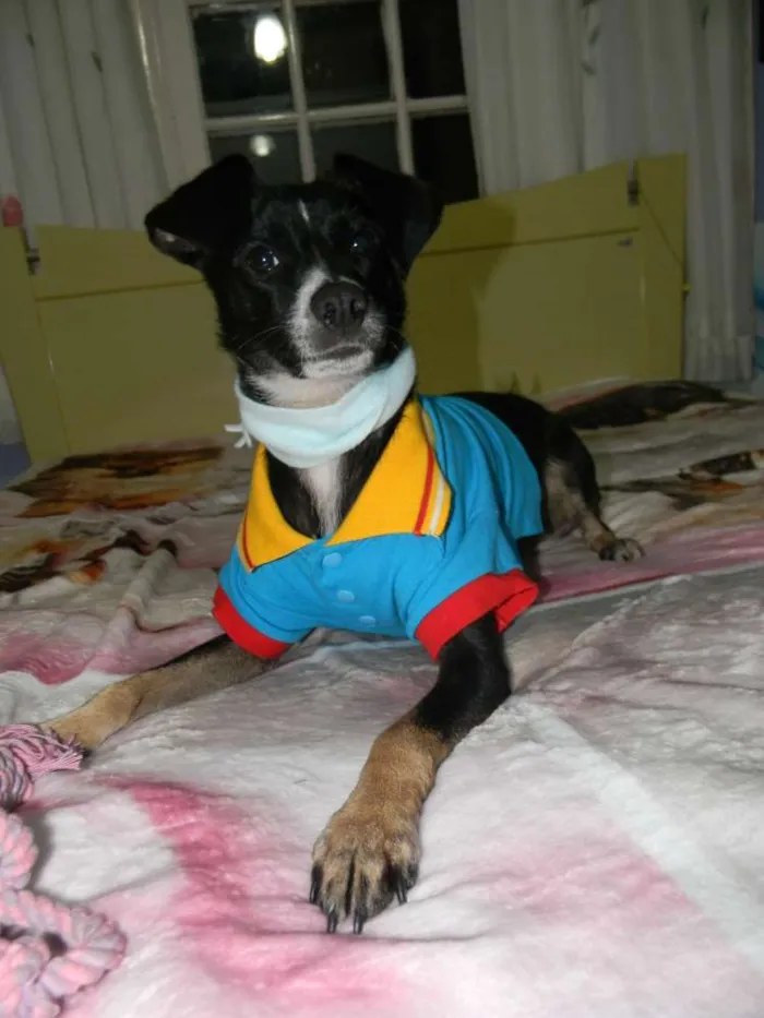 Cachorro ra a Srd idade 1 ano nome Nino