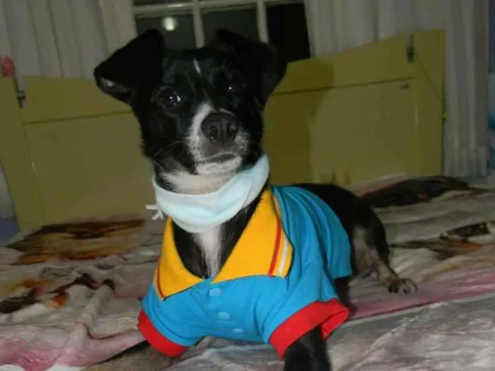 Cachorro ra a Srd idade 1 ano nome Nino