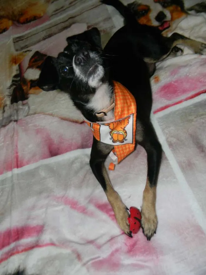 Cachorro ra a Srd idade 1 ano nome Nino