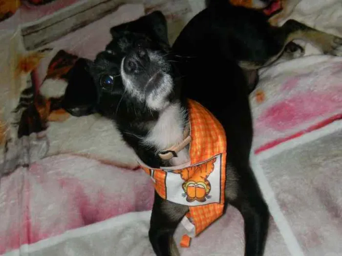 Cachorro ra a Srd idade 1 ano nome Nino