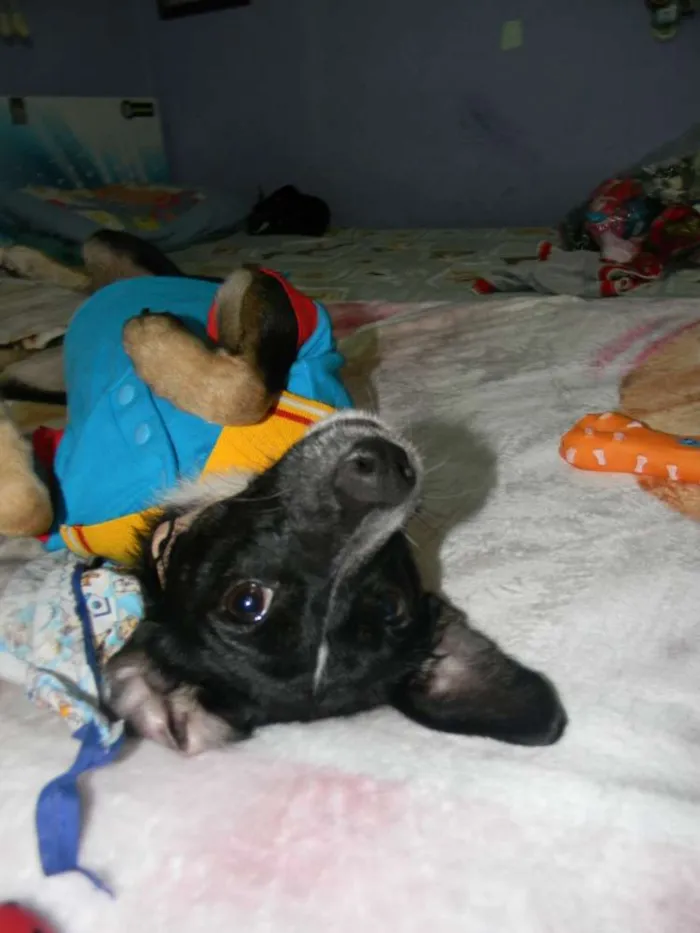 Cachorro ra a Srd idade 1 ano nome Nino