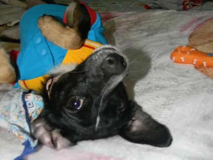 Cachorro ra a Srd idade 1 ano nome Nino