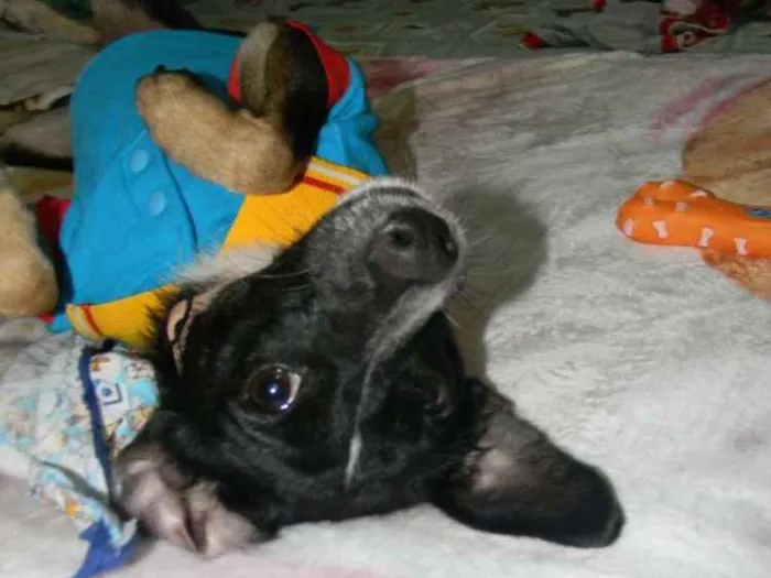 Cachorro ra a Srd idade 1 ano nome Nino