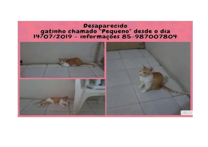 Gato ra a Srd idade 6 ou mais anos nome Pequeno ou Pepito