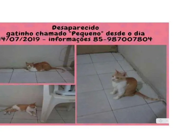 Gato ra a Srd idade 6 ou mais anos nome Pequeno ou Pepito