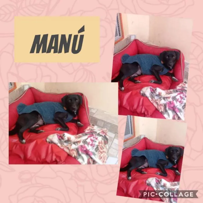 Cachorro ra a SRD idade  nome MANÚ
