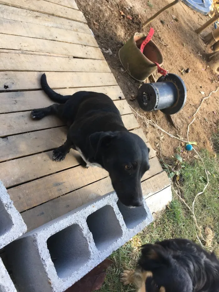 Cachorro raça Basset com viralata idade  nome Megue 