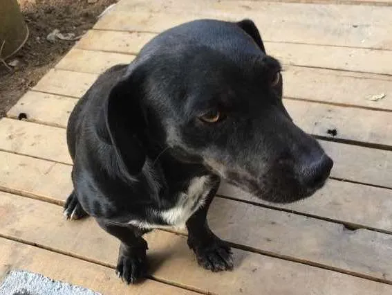 Cachorro raça Basset com viralata idade  nome Megue 