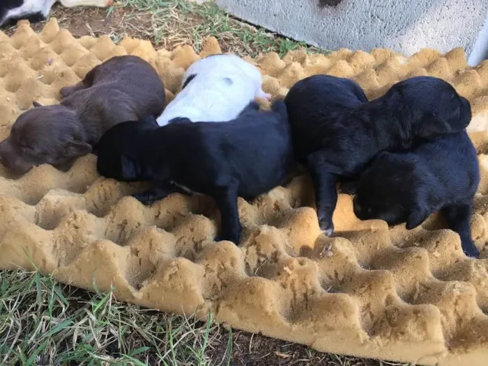 Cachorro raça Basset com viralata idade  nome Megue 