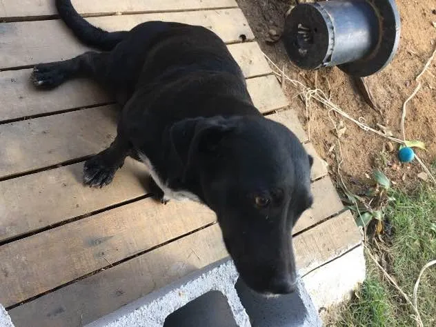 Cachorro raça Basset com viralata idade  nome Megue 