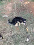 Comanche 
