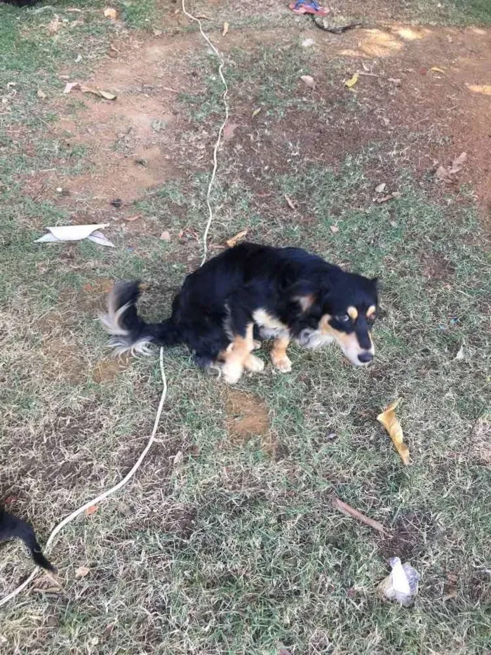 Cachorro raça  idade 7 a 11 meses nome Comanche 