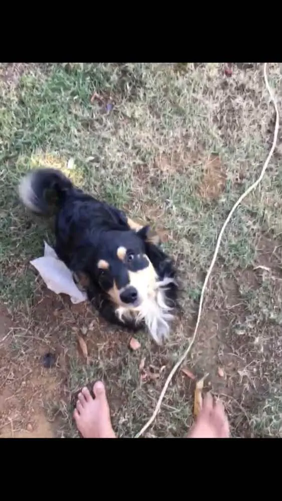 Cachorro raça  idade 7 a 11 meses nome Comanche 