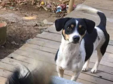Cachorro raça Basset com vira-lata  idade 2 anos nome Magali