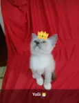 Yugi