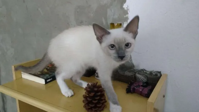 Gato ra a Siamês/ SRD idade 2 a 6 meses nome Yugi