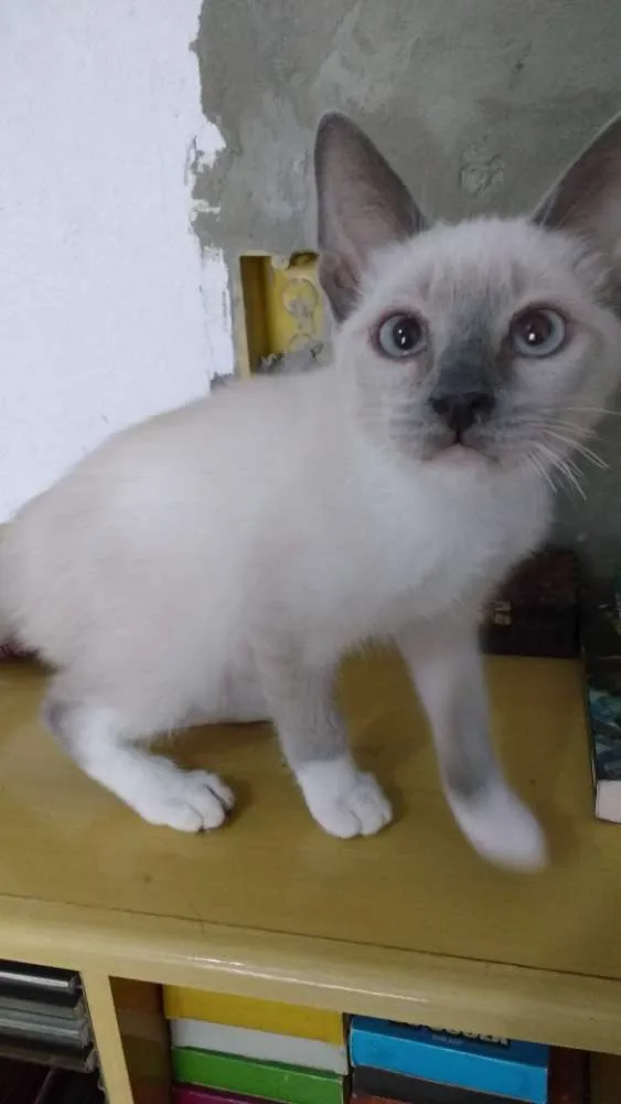 Gato ra a Siamês/ SRD idade 2 a 6 meses nome Yugi