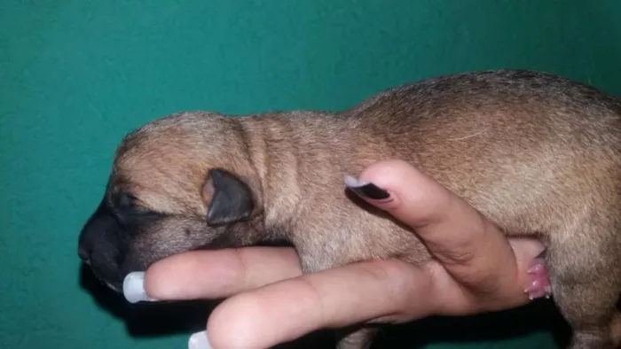 Cachorro raça Vira lata idade Abaixo de 2 meses nome Luna