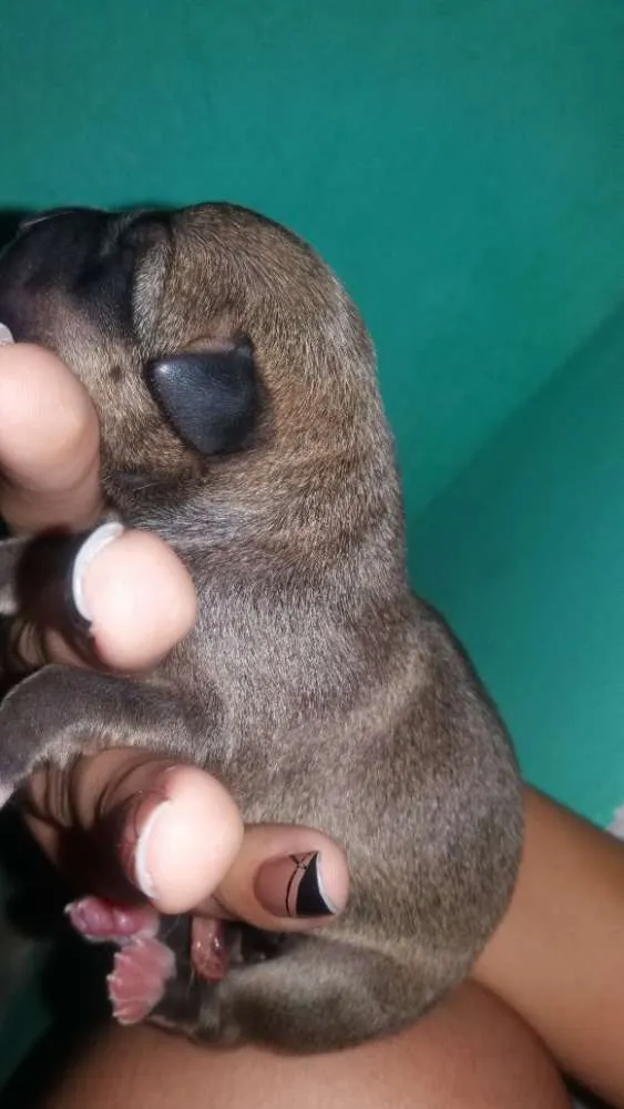Cachorro raça Vira lata idade Abaixo de 2 meses nome Luna