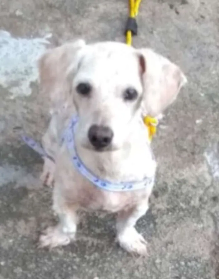 Cachorro ra a SRD idade 7 a 11 meses nome Junior 
