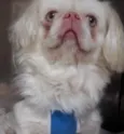 Chico 