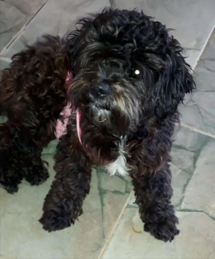 Cachorro ra a Mestiça  idade 7 a 11 meses nome Thor 