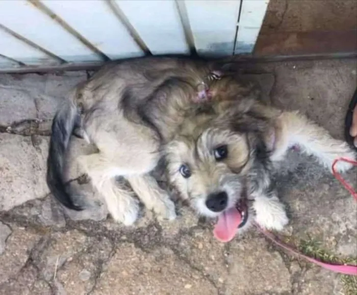 Cachorro ra a Mestiça  idade 1 ano nome Lia 
