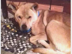 Cachorro raça Chow chow com Pitt bull idade 1 ano nome Sem nome