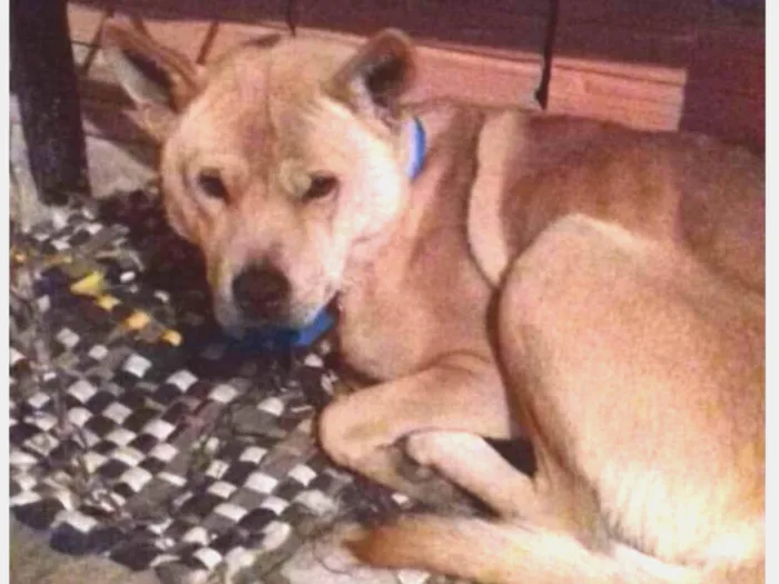 Cachorro ra a Chow chow com Pitt bull idade 1 ano nome Sem nome