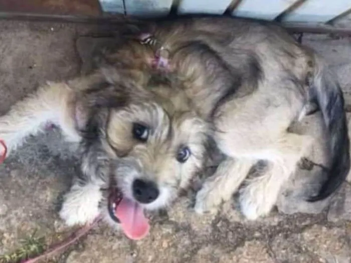 Cachorro ra a Mestiça  idade 1 ano nome Lia 