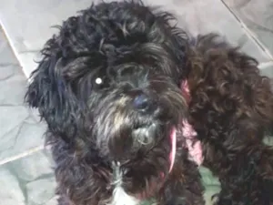 Cachorro raça Mestiça  idade 7 a 11 meses nome Thor 
