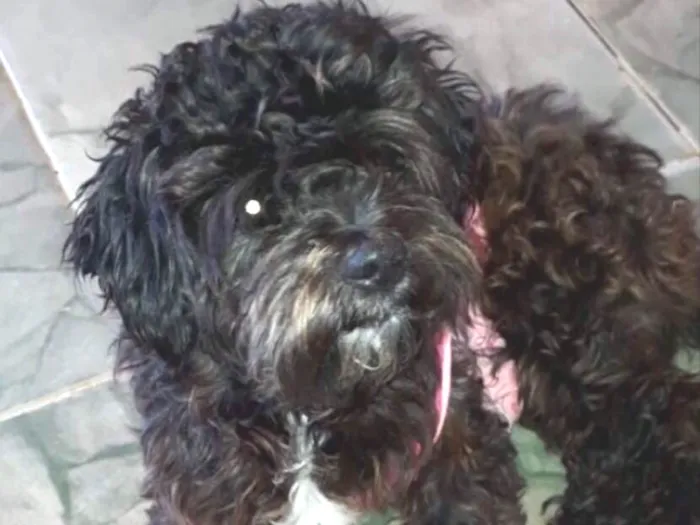 Cachorro ra a Mestiça  idade 7 a 11 meses nome Thor 