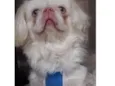 Chico 