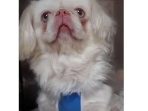 Cachorro raça Pequinês  idade 3 anos nome Chico 