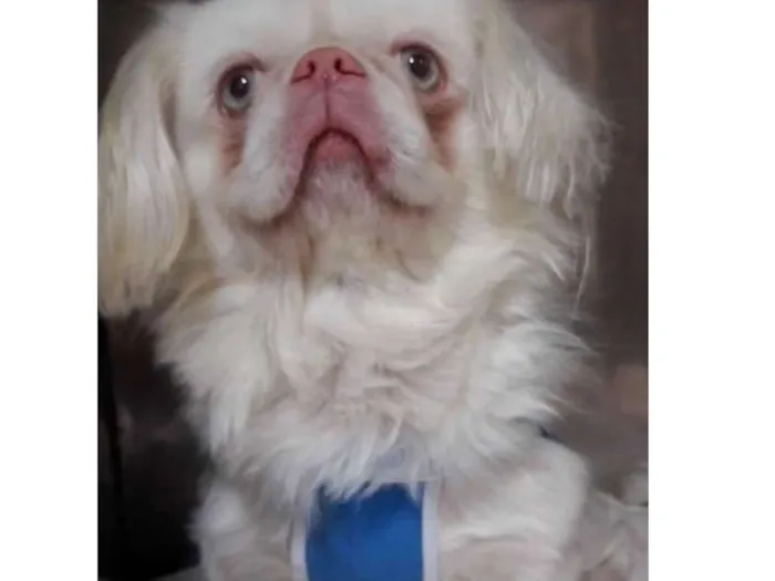 Cachorro ra a Pequinês  idade 3 anos nome Chico 