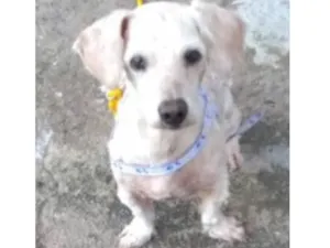 Cachorro raça SRD idade 7 a 11 meses nome Junior 
