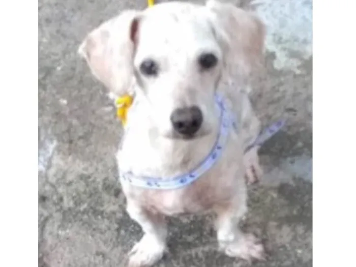 Cachorro ra a SRD idade 7 a 11 meses nome Junior 