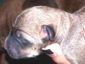 Cachorro raça Vira lata idade Abaixo de 2 meses nome Luna
