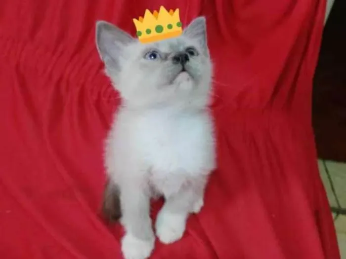 Gato ra a Siamês/ SRD idade 2 a 6 meses nome Yugi