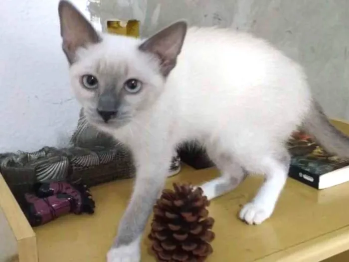 Gato ra a Siamês/ SRD idade 2 a 6 meses nome Yugi