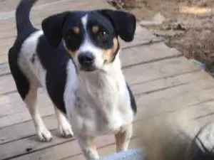 Cachorro raça Basset com vira-lata  idade 2 anos nome Magali