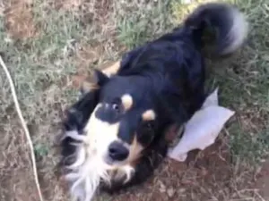Cachorro raça  idade 7 a 11 meses nome Comanche 