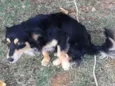 Comanche 