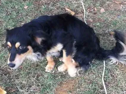 Cachorro raça  idade 7 a 11 meses nome Comanche 