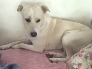 Cachorro raça Labrador idade 2 anos nome Franco