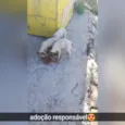 Filhotes