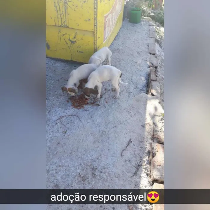 Cachorro raça Srd idade 2 a 6 meses nome Filhotes